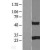 Western Blot: RGS19 Lysate [NBL1-15326] - Western Blot experiments. 
Left-Control; Right -Over-expression Lysate for RGS19